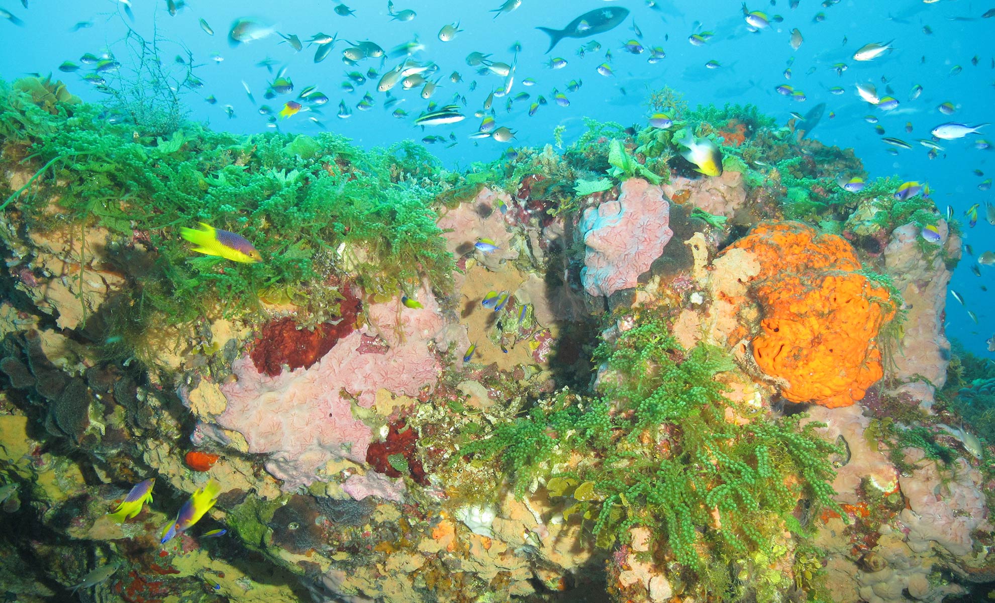 This giant Gulf of Mexico reef is a conservation success story—here’s why it’s thriving