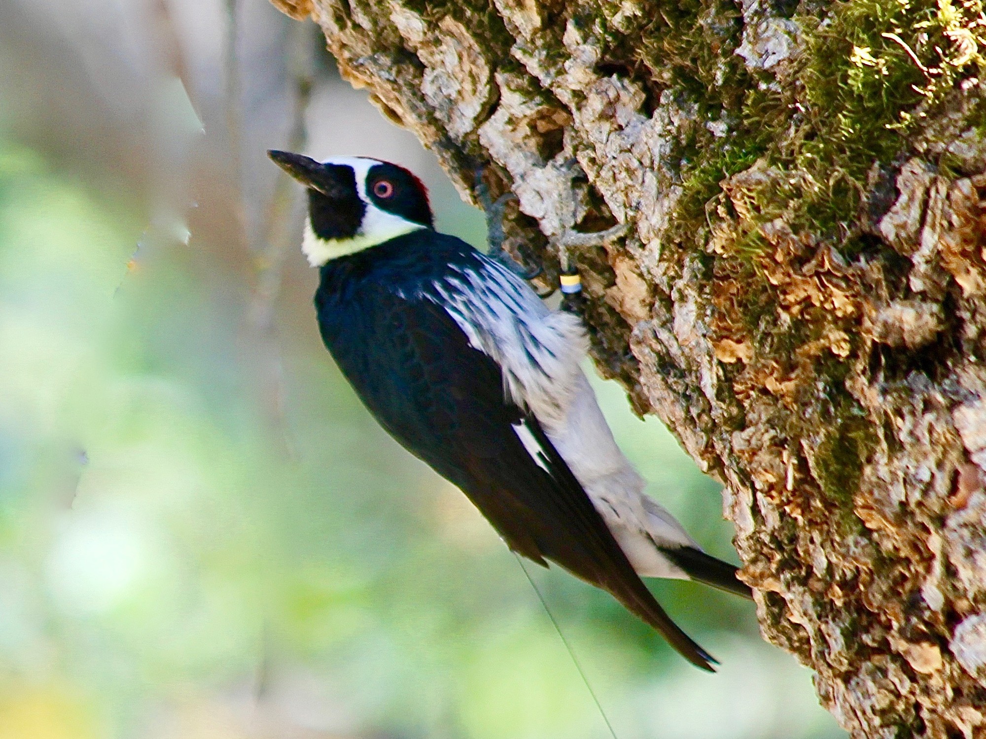 Blood, death, and eye gouging: welcome to the world of acorn woodpeckers