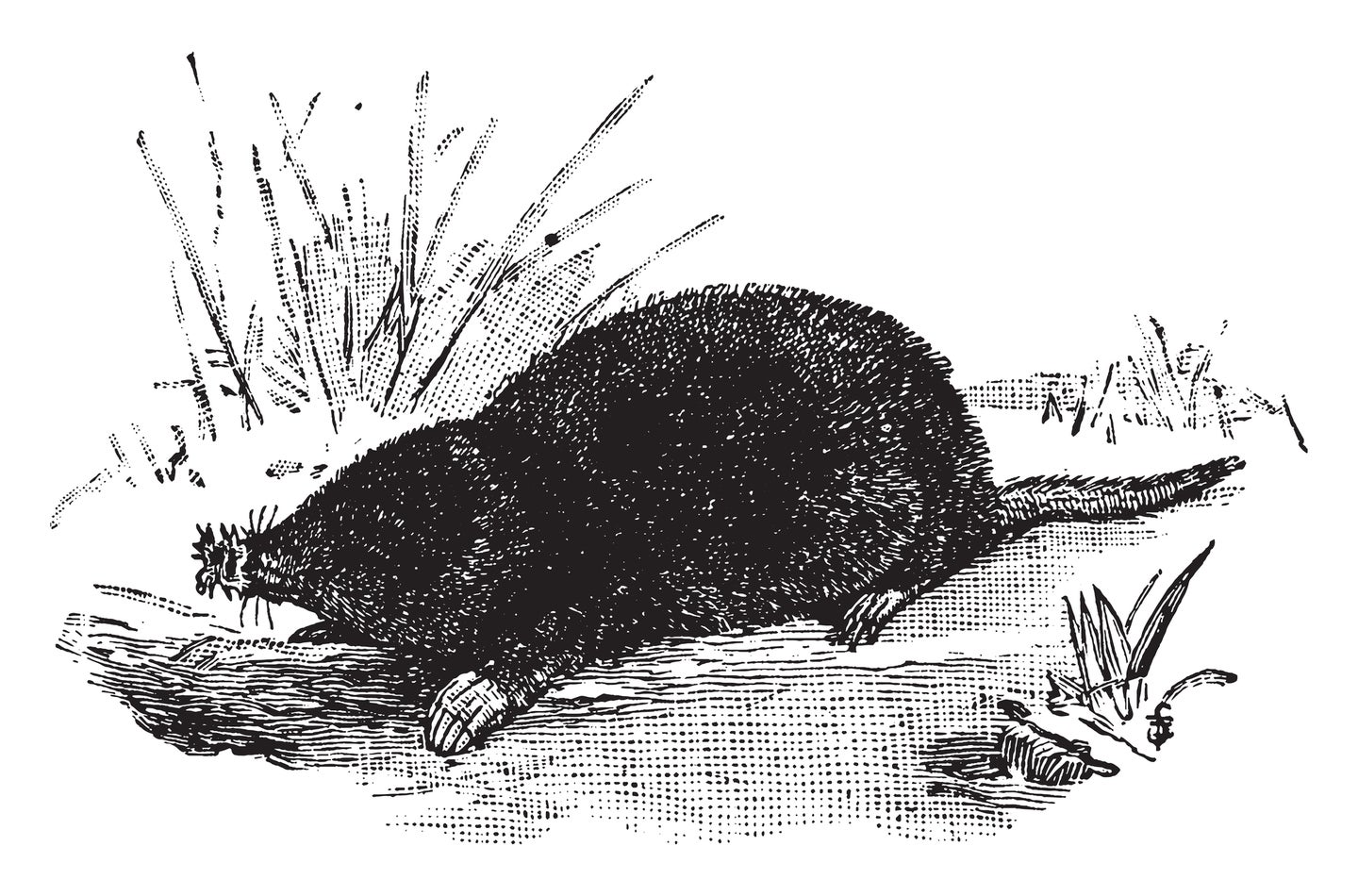 Illustration of a star-nosed mole