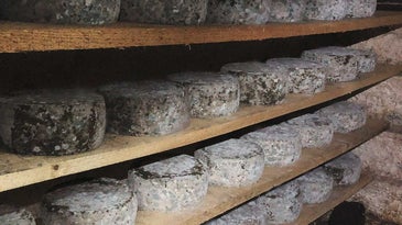 When specialty cheesemaking becomes a quarantine pastime