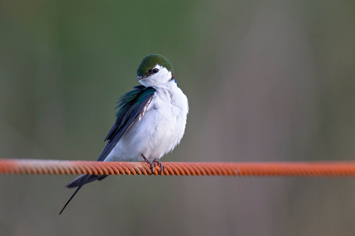 A violet-green swallow perched on a wire