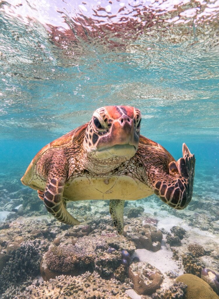 Sea turtle. Queensland, Australia.