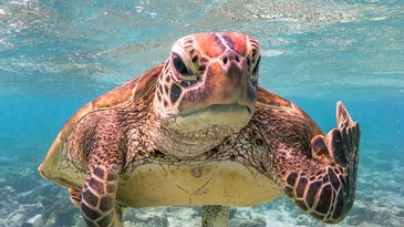Sea turtle. Queensland, Australia.