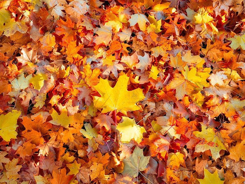 orange and yellow leaves on the ground