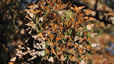 Migrating monarchs are in trouble. Here’s how we can all help them.