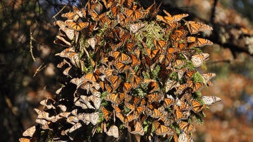 Migrating monarchs are in trouble. Here’s how we can all help them.