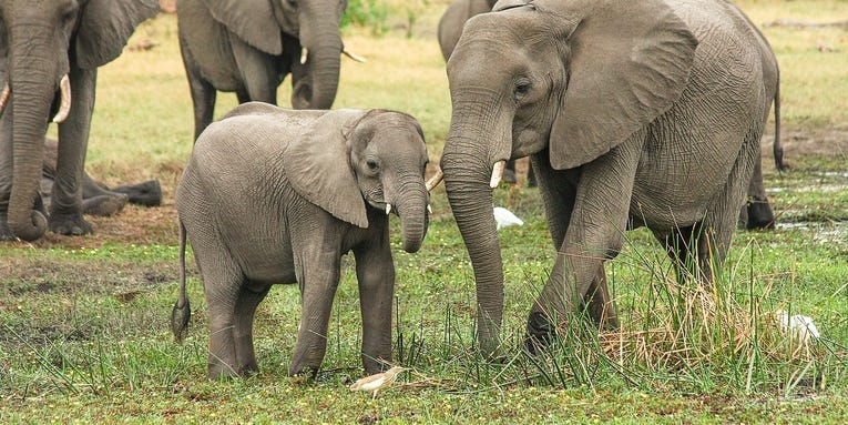 More than 350 elephants died in Botswana, and we may finally know why