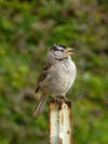 white-crowned sparrow with open beak singing