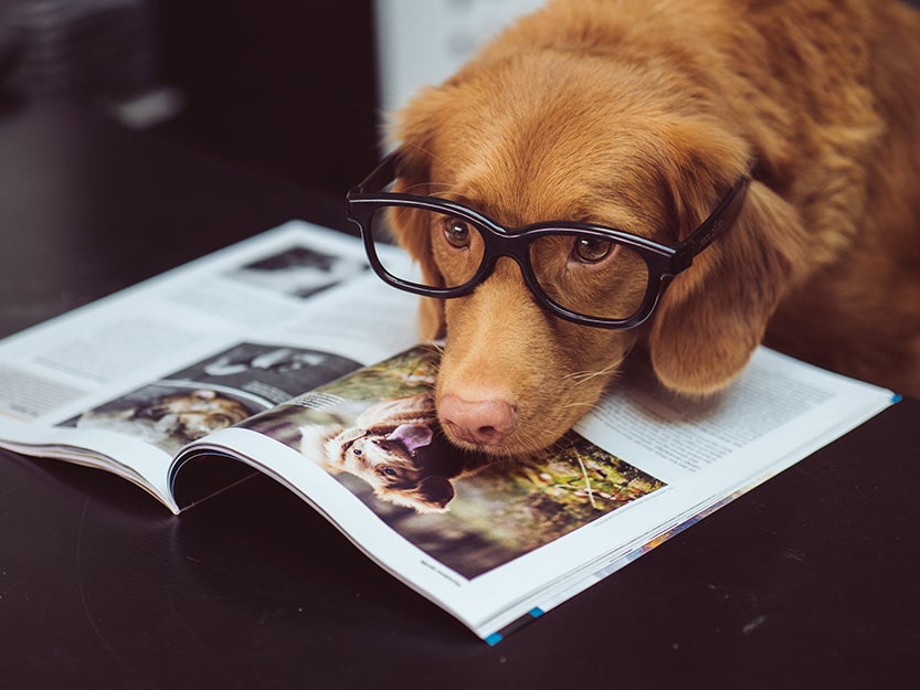 dog with glasses looking at a magazine
