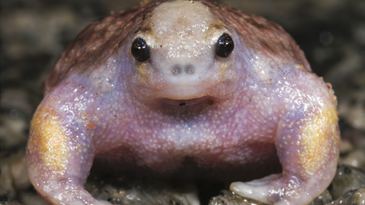 These buff frogs never skip arm day