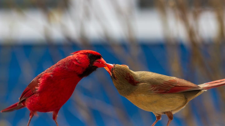 A male Northern cardinal feeding a female Northern cardinal
