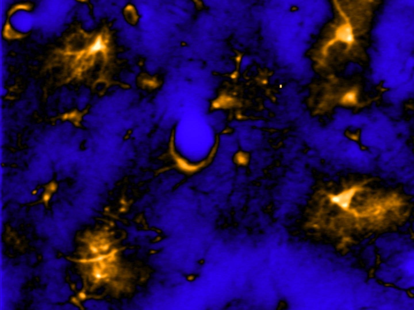 Astrocytes in the brain expressing a fluorescent calcium indicator captured with a two-photon microscope.