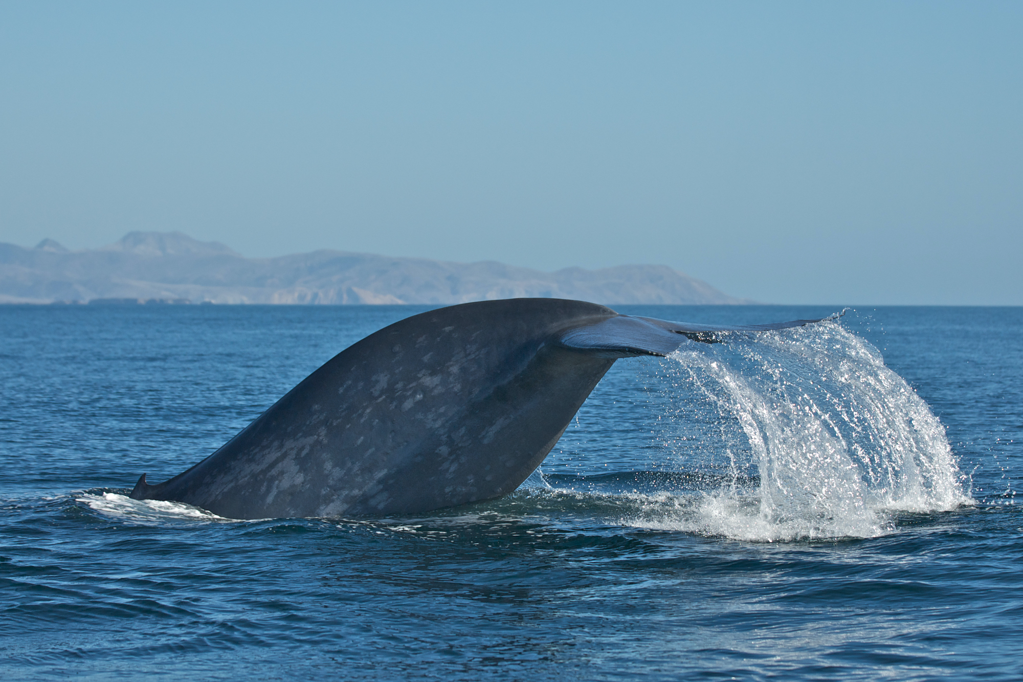 Whale ‘roadkill’ is on the rise off California. A new detection system could help.