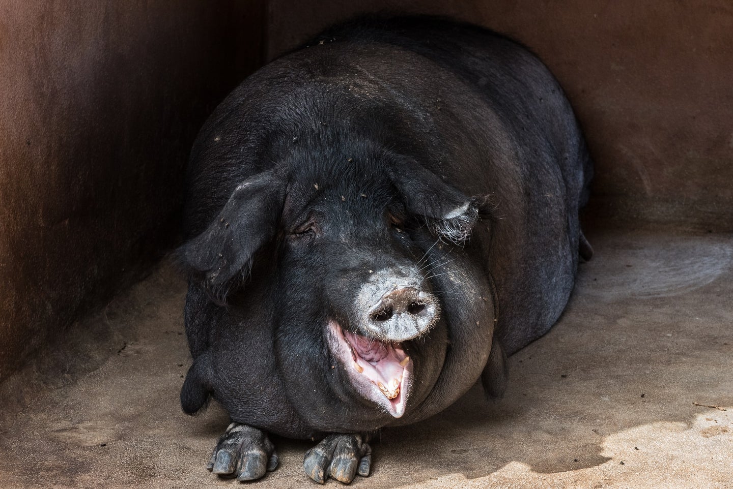 a black pig is smiling
