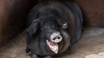 a black pig is smiling