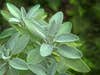 A sprig of sage plant growing lush and green