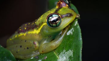 What hundreds of pickled frog carcasses can tell us about their enormous eyes