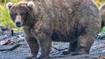 How scientists try to weigh some of the fattest bears on Earth