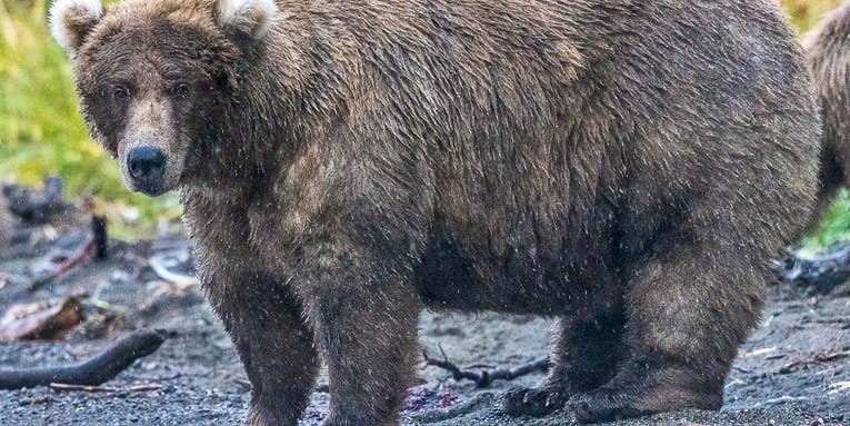 How scientists try to weigh some of the fattest bears on Earth