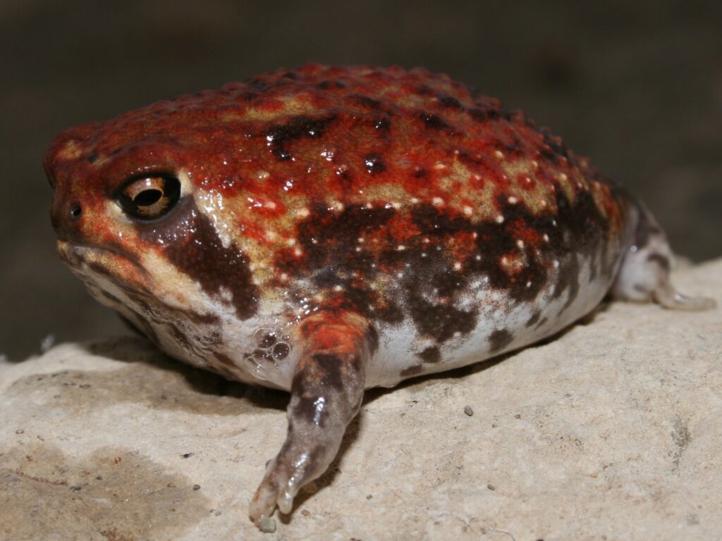 A rain frog with small eyes stands on a rock.