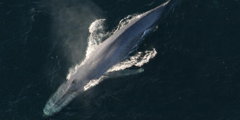 We can protect whales from ship strikes by translating their songs