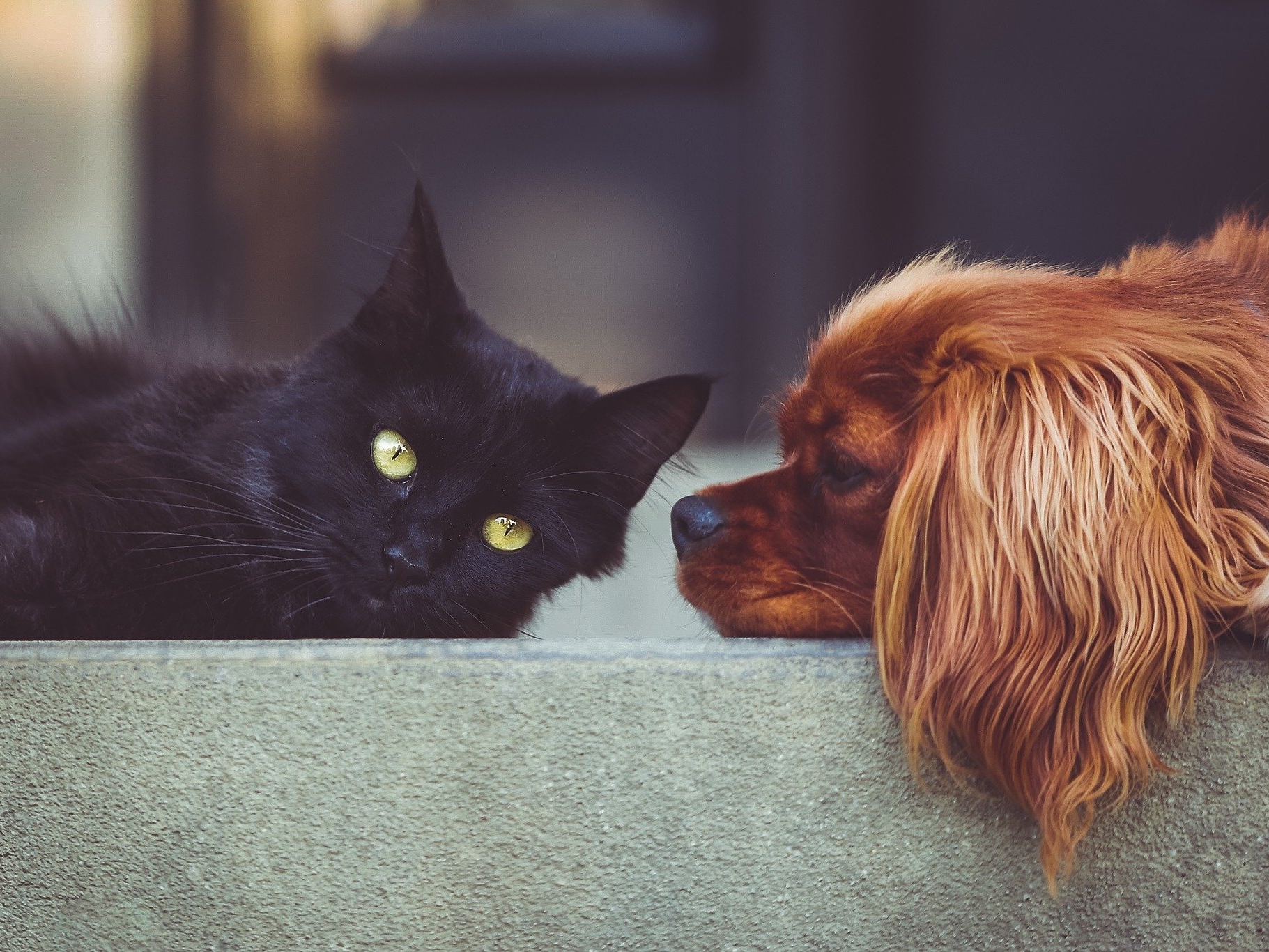 What being a cat or dog person says about you