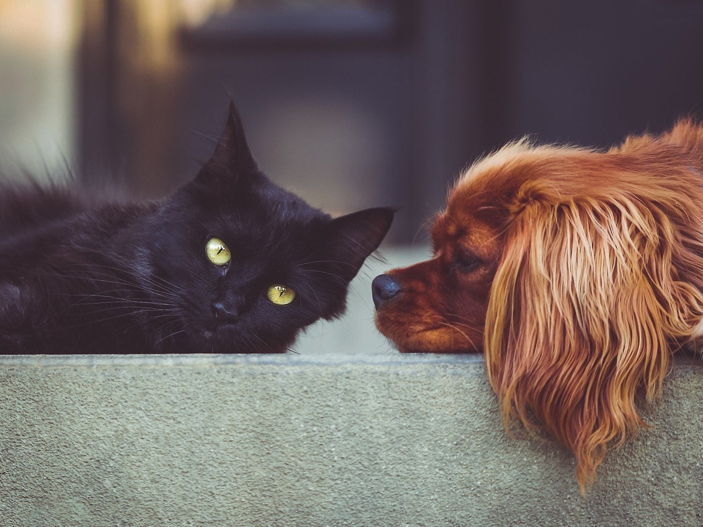 Cat or dog person: Which one are you? | Popular Science