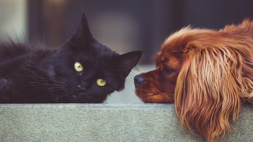 Black kitten and spaniel mix puppy to represent cat or dog person