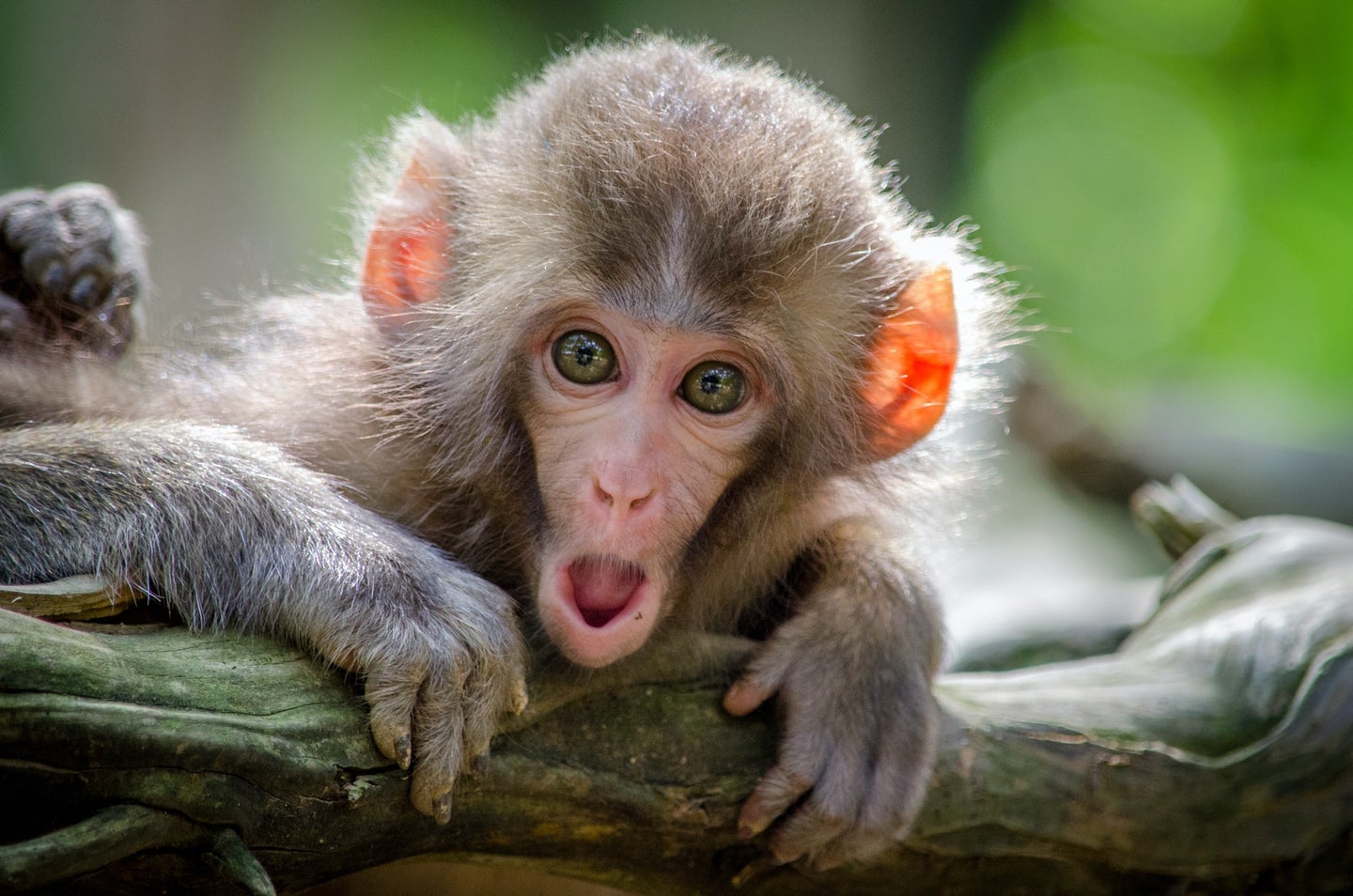 A small monkey looking surprised