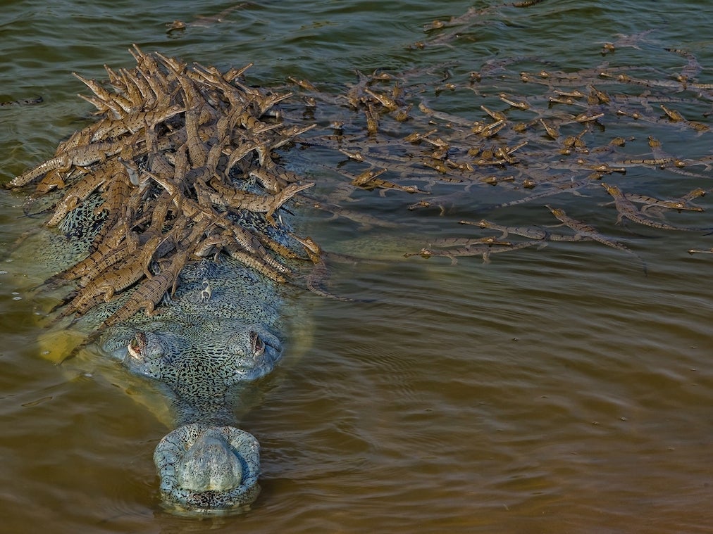 Dhritiman Mukherjee captured this gharial daddy giving over 100 of his offspring a ride on his back.