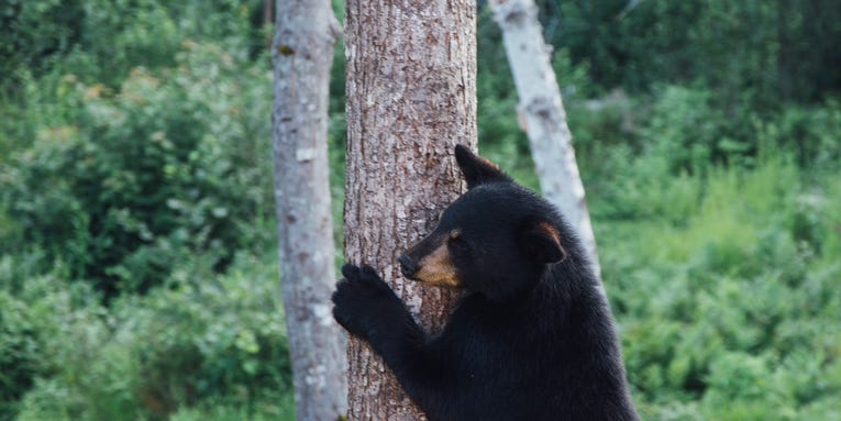 Simple tips for getting black bears to leave you alone