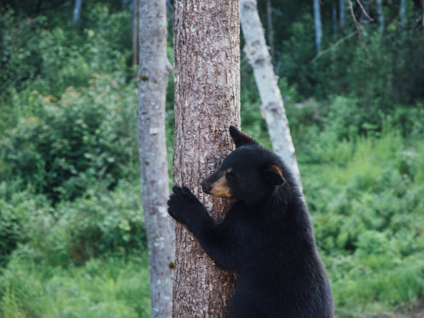 a black bear standing near a tree