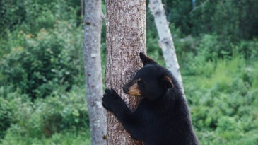 a black bear standing near a tree