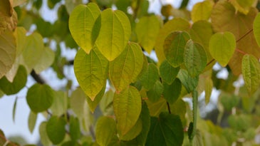 Katsura leaves