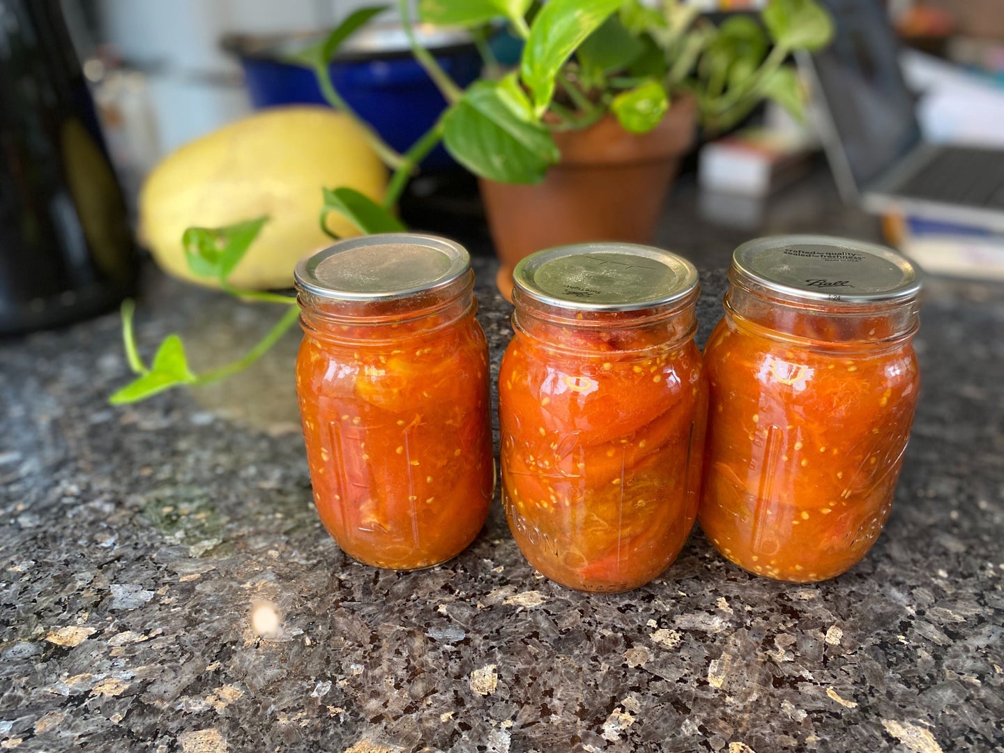 canned tomatoes in jars on a marble countertop near a plant