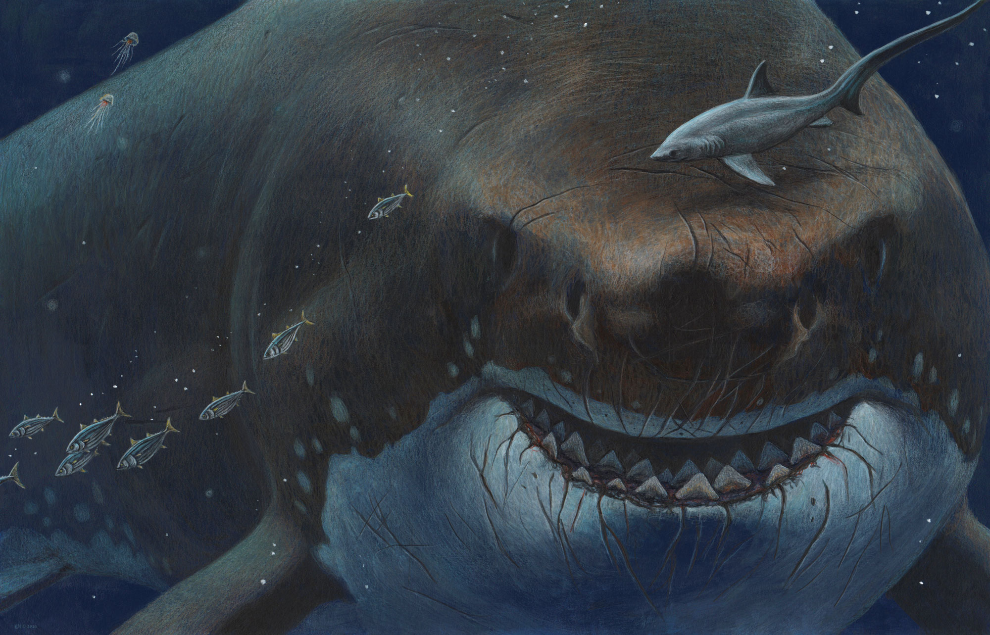 Could an ancient megashark still lurk in the deep seas? | Popular Science