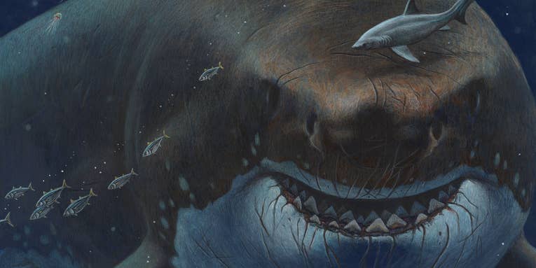 Could an ancient megashark still lurk in the deep seas?