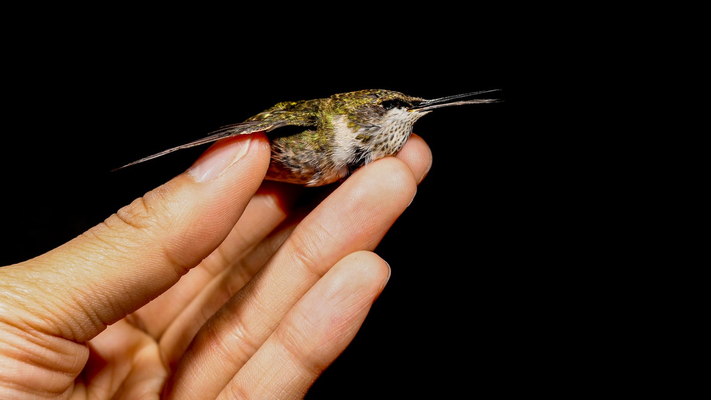 A ruby-throated hummingbird that hit a glass window, held in someone's hand
