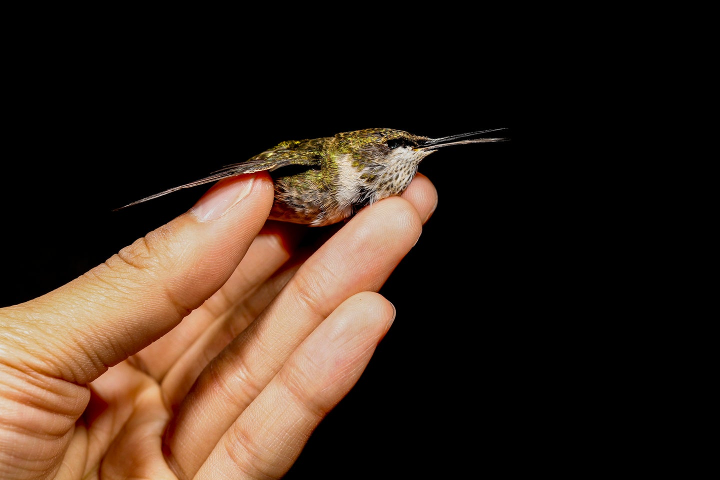How to help an injured bird | Popular Science