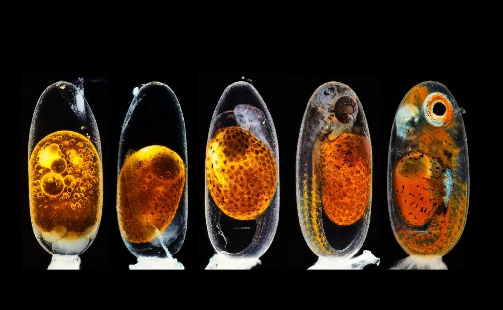 Clownfish embryo in growth