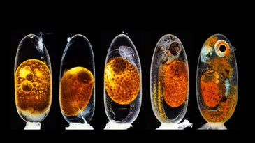 Clownfish embryo in growth