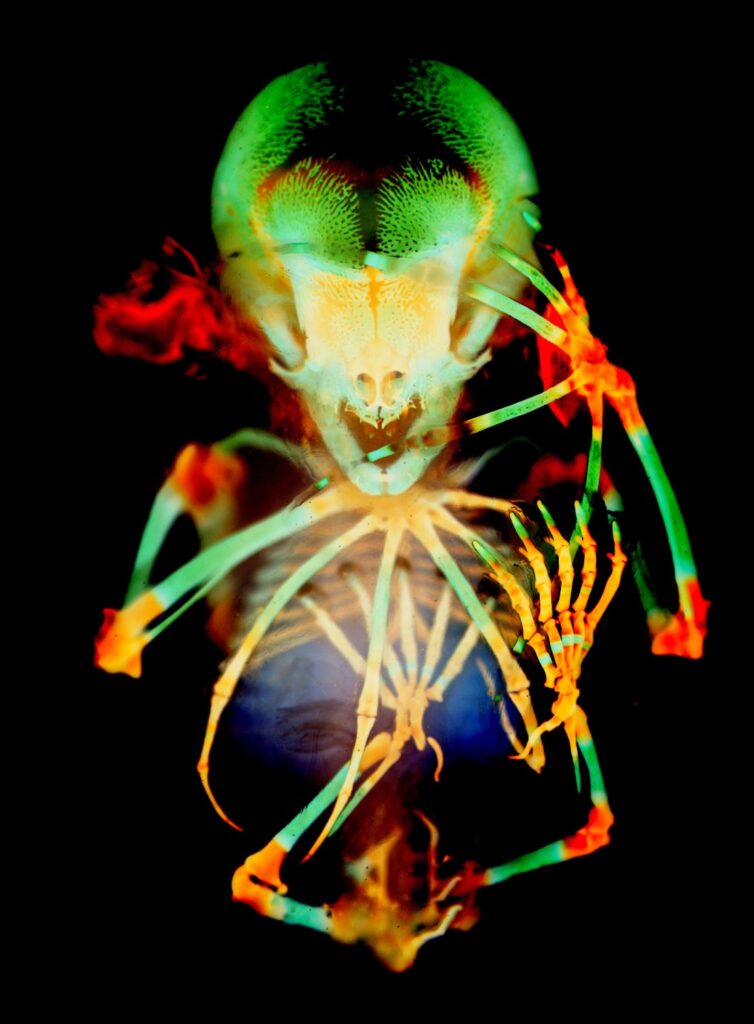 A colored skeleton of a fruit bat embryo