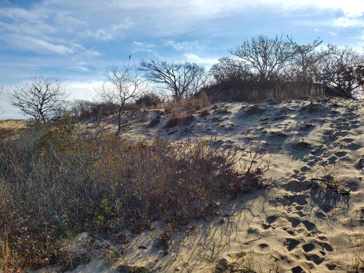 sand dunes and trees at hither hills state park on long island