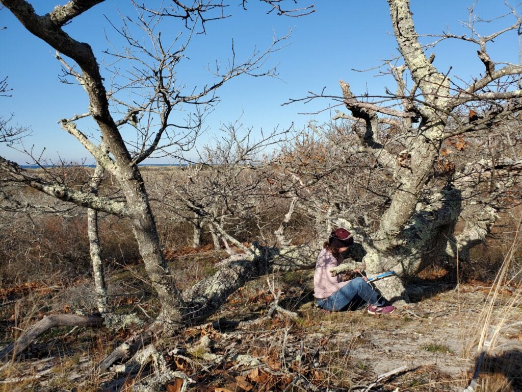 person extracts a sample from a tree at hither hills state park