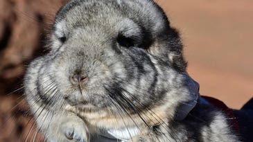 How 25 chinchillas could save a mountain