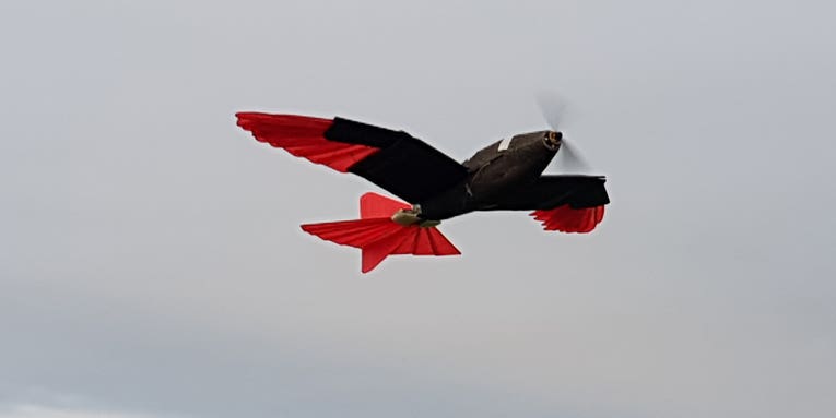 This robotic hawk can shape-shift as it flies