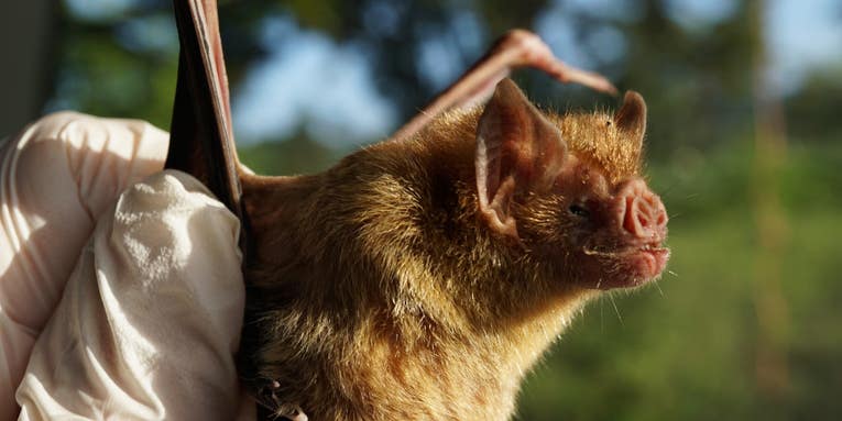 Vampire bats socially distance when they feel sick