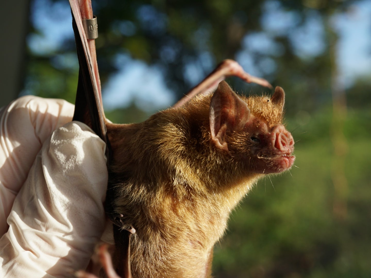 A human hand holds a light brown vampire bat.