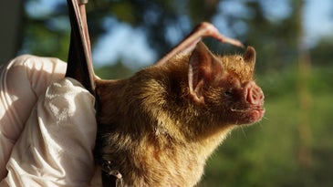 Vampire bats socially distance when they feel sick