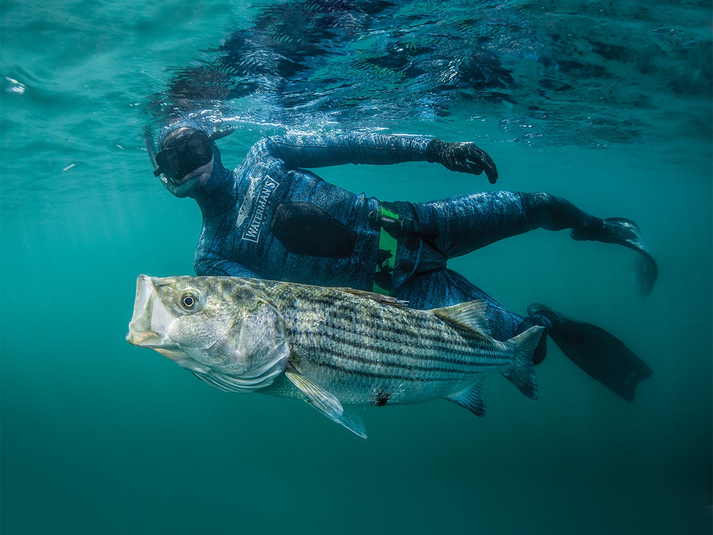 A spearfisher hauling a striped bass through the water.